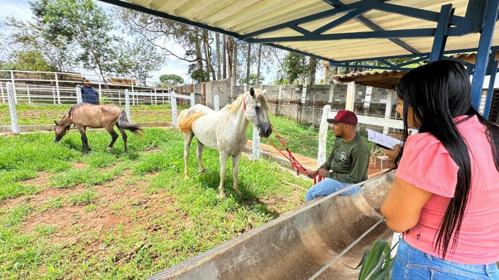 Prefeitura promove ação para resgatar animais abandonados no município